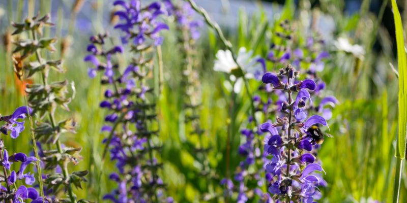 Biodiversität